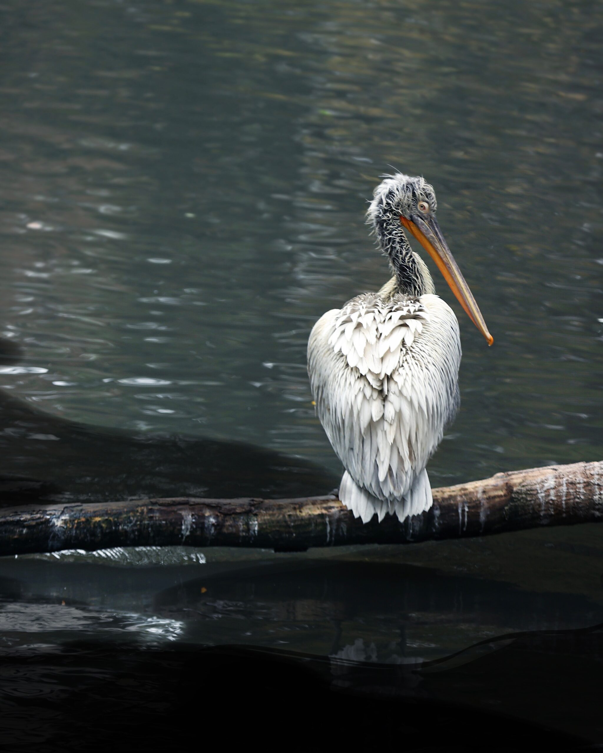 pelican sitting on a branch above the water
