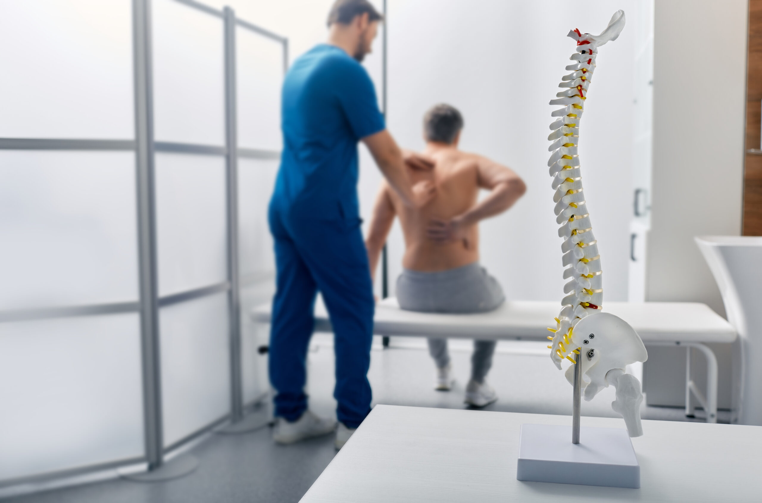 Anatomical model of spine on table in manual therapist's office. Adult man patient during spinal exam by physiotherapist on background, soft focus