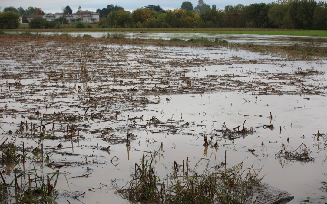 flooded farmland