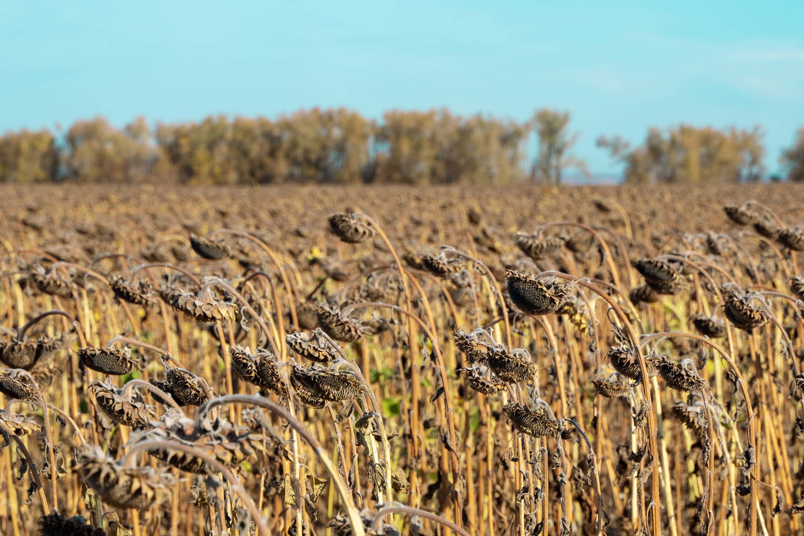 withered sunflower field