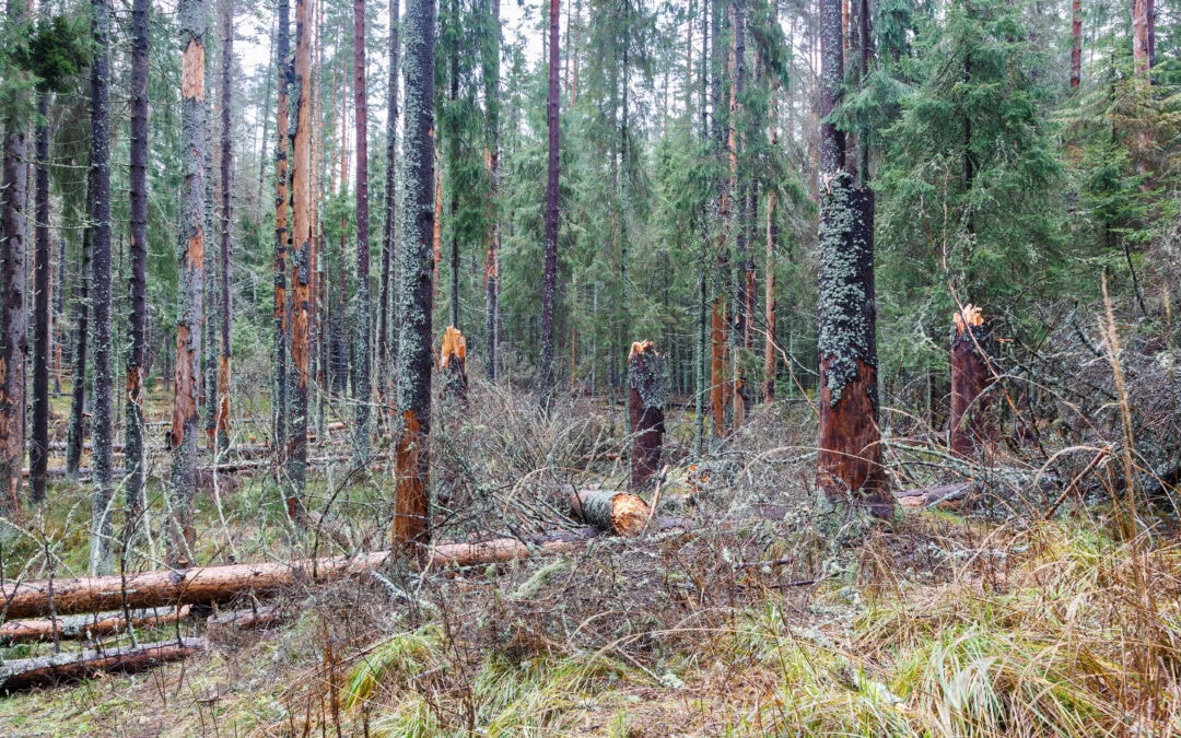 forest of damaged trees