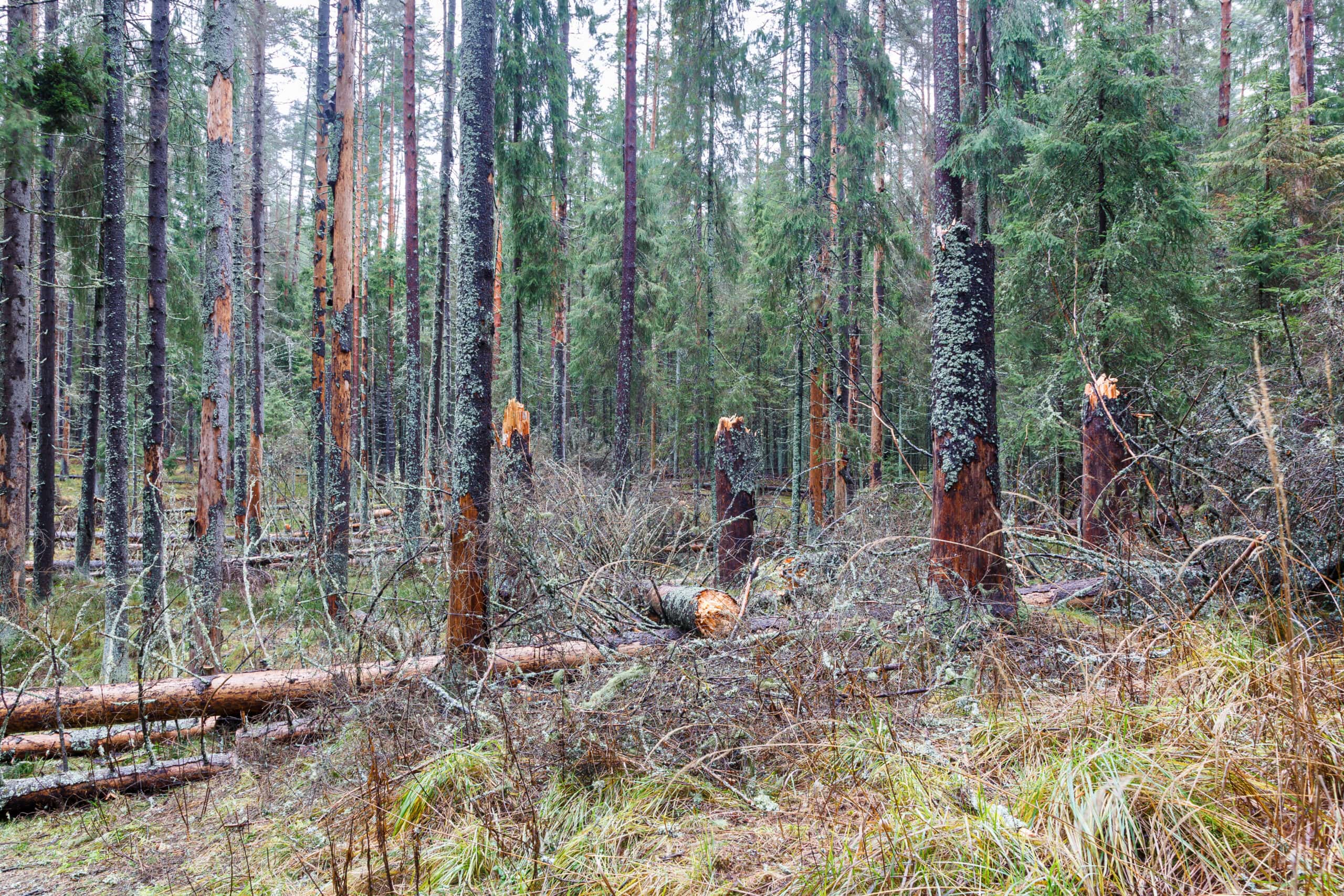 forest of damaged trees