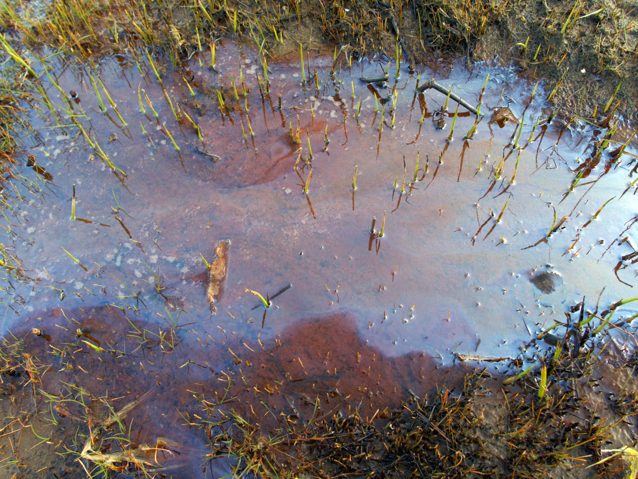 puddle of oil