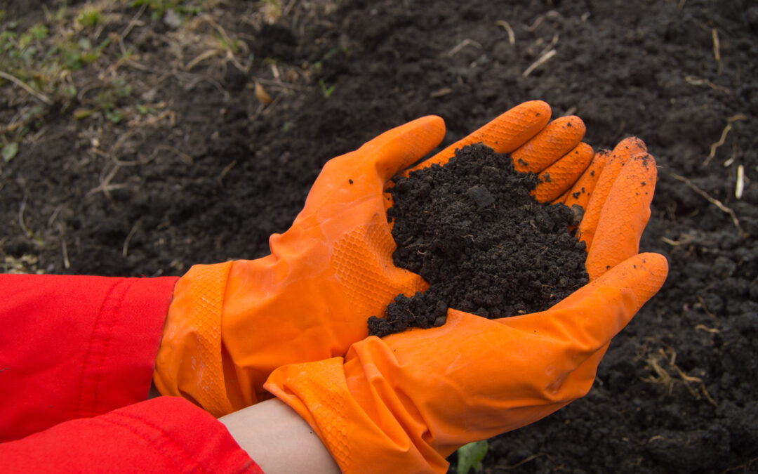 gloved hands holding loose soil after remediation