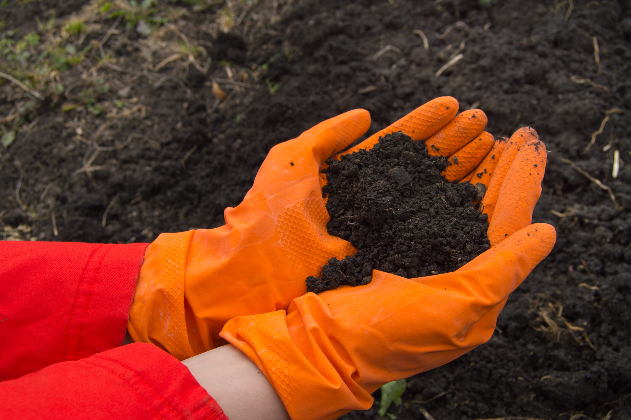 gloved hands holding loose soil after remediation