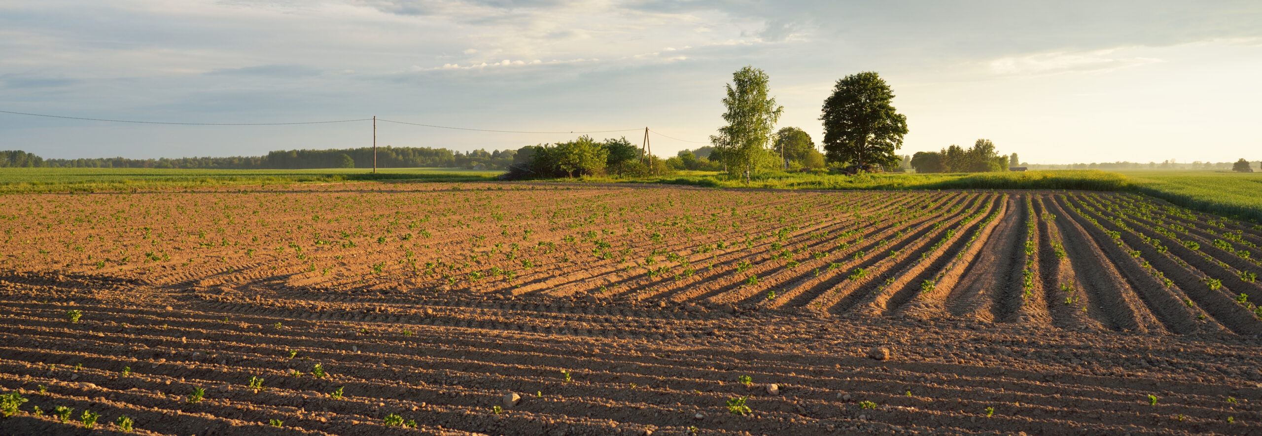Plowed agricultural field